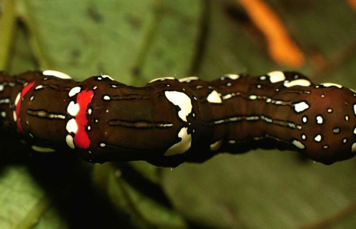  Larva en posición dorsal de <i>Gonodonta</i> holosericeaDHJ02 (Erebidae), U estadio. Sector San Cristóbal, Sendero Piñal. Voucher 00-SRNP-12437-DHJ55402.jpg.