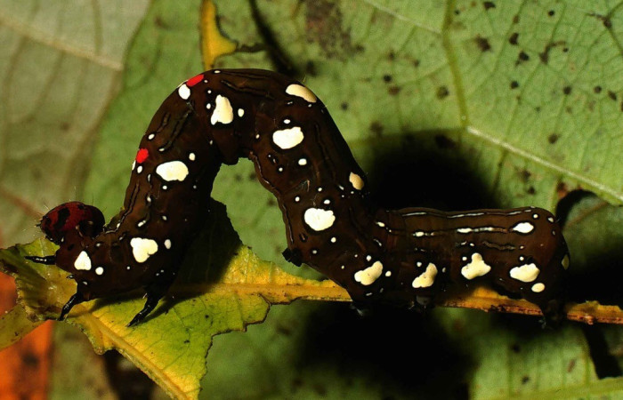  Larva en posición dorsal de <i>Gonodonta</i> holosericeaDHJ02 (Erebidae), U estadio. Sector San Cristóbal, Sendro Piñal. Voucher 00-SRNP-12437-DHJ55397.jpg.