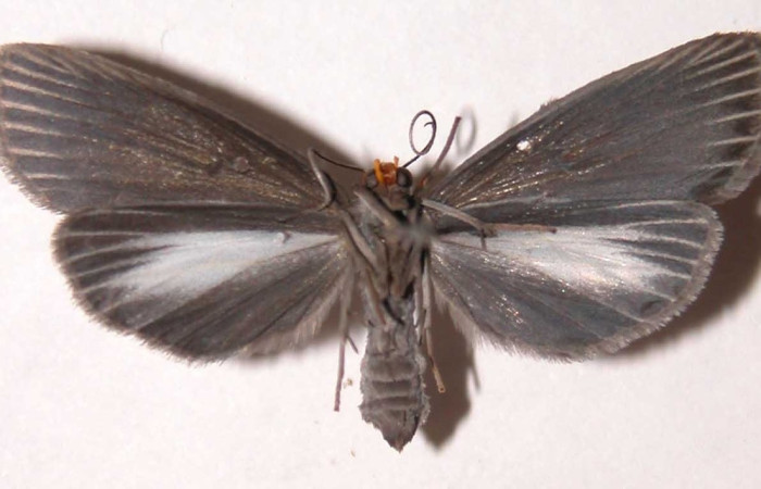 Figura 2. Adulto de <i>Scotura</i> leucophlepsDHJ05 (macho), vista ventral. (02-SRNP-27253-DHJ39449).