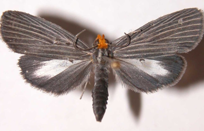 Figura 3. Adulto de <i>Scotura</i> leucophlepsDHJ05  (hembra), vista dorsal. (02-SRNP-4521-DHJ39450).