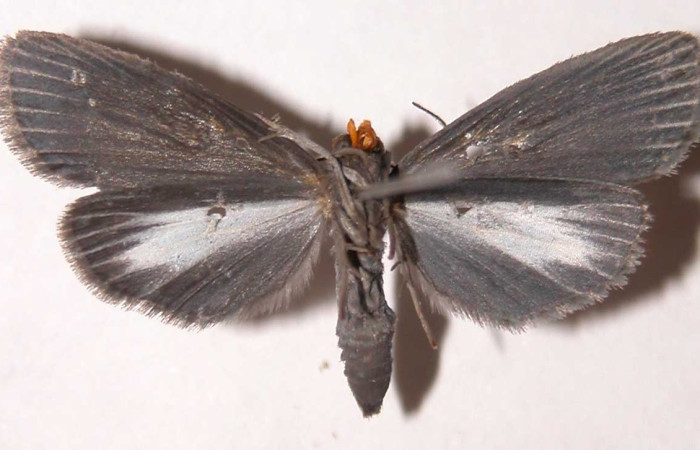 Figura 4. Adulto de <i>Scotura</i> leucophlepsDHJ05 (hembra), vista ventral. (02-SRNP-4521-DHJ39451).