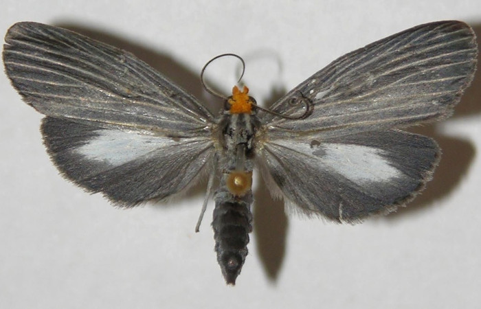 Figura 1. Adulto de <i>Scotura</i> leucophlepsDHJ05, (macho), vista dorsal. (02-SRNP-6431-DHJ310672).