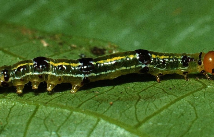 Figura 9. Larva <i>Scotura</i> leucophlepsDHJ05, Notodontidae, vista lateral. (03-SRNP-10328-DHJ77817).