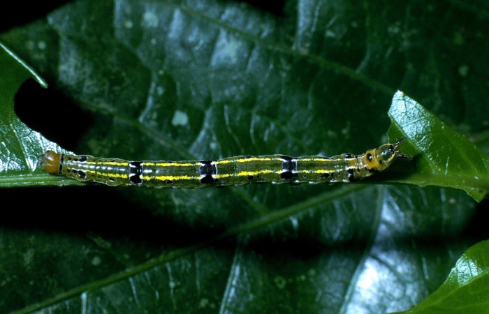 Figura 8. Larva <i>Scotura</i> leucophlepsDHJ05 Notodontidae, vista dorsal. (04-SRNP-33330-DHJ84691).