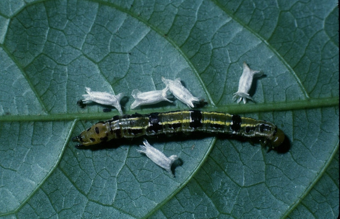 Figura 12. Capullo de avispas de la familia Braconidae., <i>Glyptapanteles bobhammeri</i> , parásito en larva <i>Scotura</i> leucophlepsDHJ05. (04-SRNP-33351-DHJ84721).