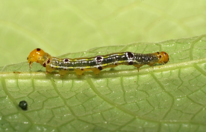 Figura 7. Larva <i>Scotura</i> leucophlepsDHJ05 Notodontidae, vista lateral. (07-SRNP-65262-DHJ429394).