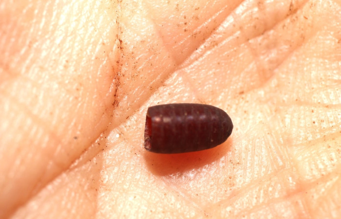 Figura 13. Pupario  de (mosca) de la familia Tachinidae, <i>Lespesia</i> Wood06, parásito en larva <i>Scotura</i> leucophlepsDHJ05. (10-SRNP-72017-DHJ498398).