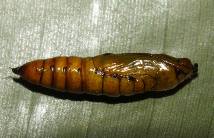 Figura 10. Pupa de <i>Scotura</i> leucophlepsDHJ05, Notodontidae, vista dorsal. (13-SRNP-30939-DHJ701291).