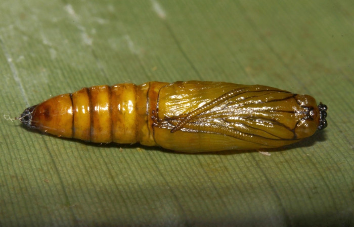 Figura 11. Pupa de <i>Scotura</i> leucophlepsDHJ05, Notodontidae, vista dorsal. (13-SRNP-30939-DHJ701292).