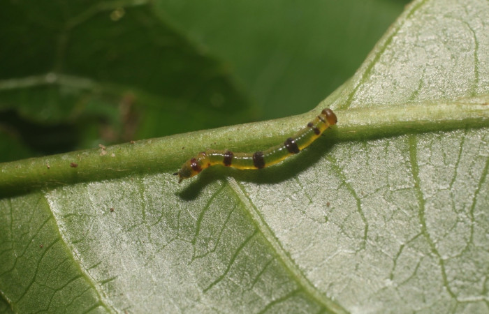 Figura 6. Larva <i>Scotura</i> leucophlepsDHJ05,  Notodontidae, vista dorsal. (18-SRNP-80319-DHJ714735).