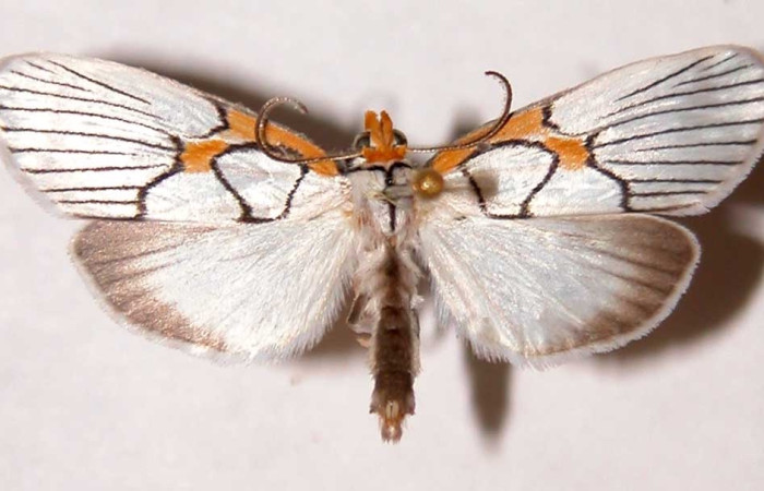 Fig. 15 Adulto <i>Scotura annulata</i>, vista dorsal.  Voucher 98-SRNP-2532-DHJ39422