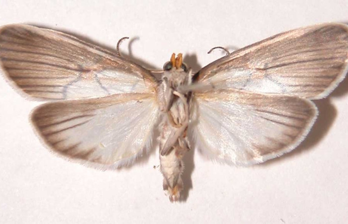 Fig. 16 Adulto <i>Scotura annulata</i>, vista ventral. Voucher 98-SRNP-2532-DHJ39423.