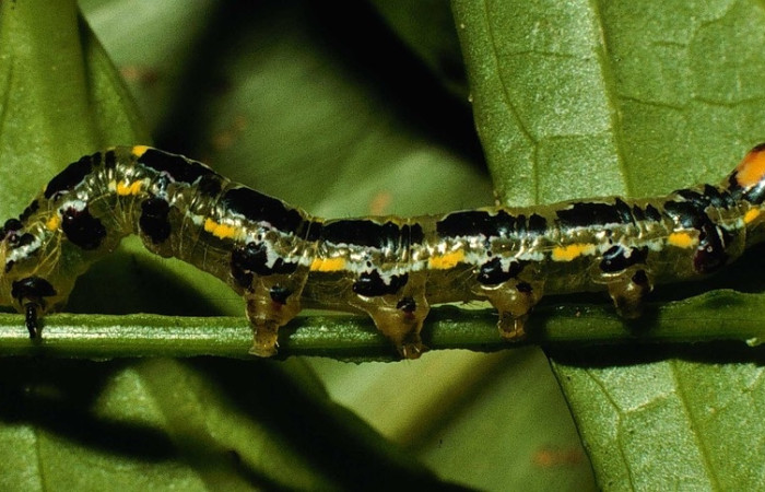 Fig. 14. Larva <i>Scotura annulata</i>, vista lateral.  Voucher 98-SRNP-3253-DHJ44809.jpg