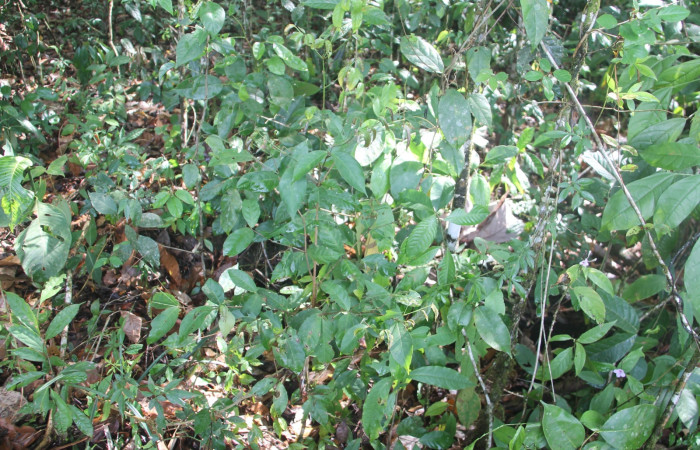 Figura 5. plantas hospedera de familia Violaceae, donde se alimenta la larva <i>Scotura</i> leucophlepsDHJ05, Notodontidae. Foto Keiner Aragon Calero,05/10/2024