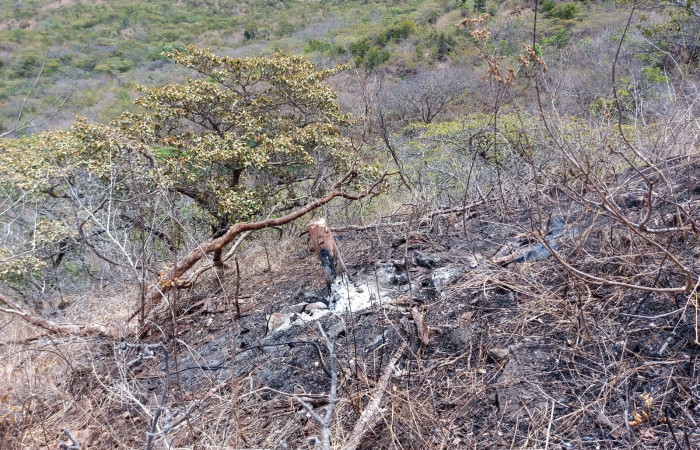 Cerro Inglés, Parque Nacional Santa Rosa 10 de mayo 2024 Foto: Didi Guadamuz
