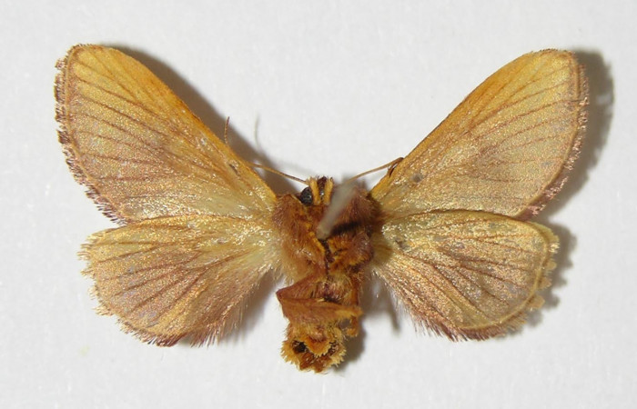 •Figura 14. Posición ventral de <i>Talima</i> aurora Female 03- SRNP-5891-DHJ336763.