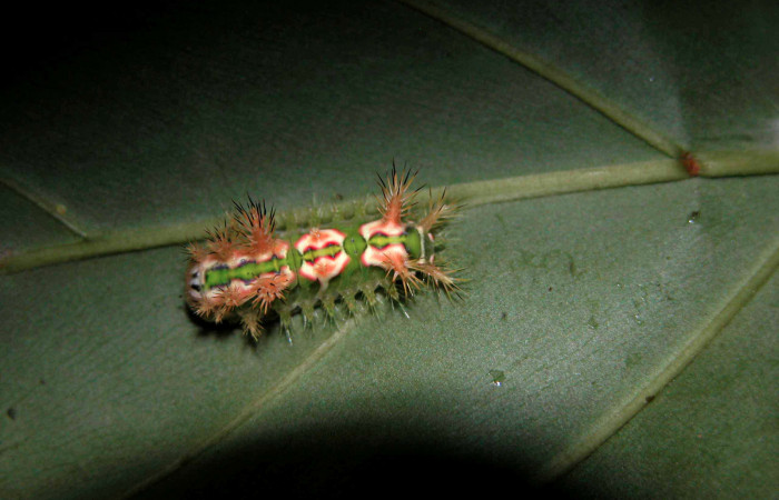 Figura 8. Posición dorsal de <i>Talima</i> aurora, Colectada en Sector San Cristobal. Vouche 03-SRNP-5891-DHJ400732.