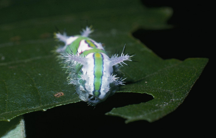 Figura 7 Posición de la tracera de, <i>Talima</i> auroraDHJ01 Colectada en Sector San Cristobal. Voucher 04-SRNP-862-DHJ81535.