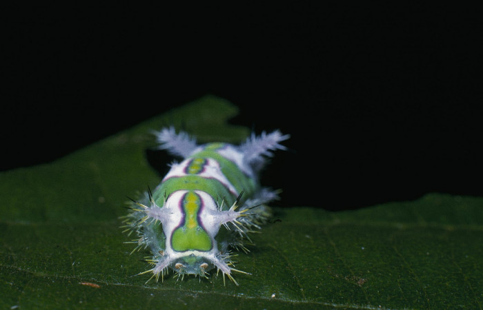 •Figura 5. Posición de la trasera de, <i>Talima</i> auroraDHJ01 Colectada en Sector San Cristobal. Voucher 04-SRNP-862- DHJ81538.