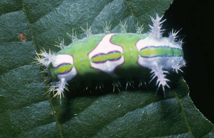 Figura 9. Posición dorsal de <i>Talima</i> auroraDHJ01 Colectada en Sector San Cristobal. Voucher 04-SRNP-862-DHJ81540.