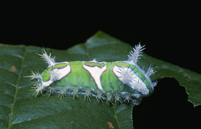 Figura 3. Posición lateral de, <i>Talima</i> auroraDHJ01 Colectada en Sector San Cristobal. Voucher 04-