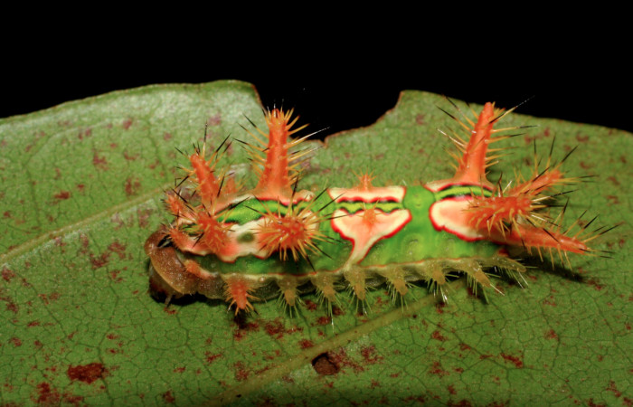 •Figura 2. Posición lateral de, <i>Talima</i> aurora, Colectada en Sector San Cristobal. Voucher 07-SRNP-3352-DHJ426103.