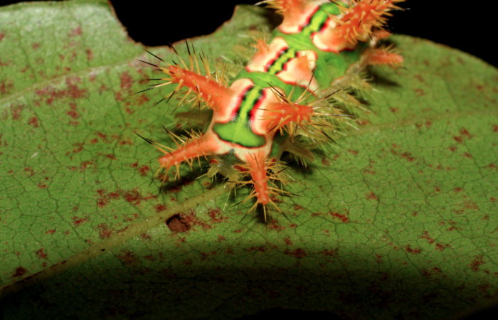 Figura 4. Posición dorsal de <i>Talima</i> aurora, Colectada en Sector San Cristobal. Vouche 07-SRNP-3352-DHJ426104.