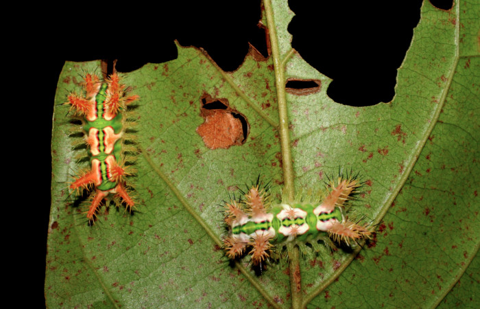 • Figura 1. Posicion dorsal de <i>Talima</i> aurora (Limacodidae) planta hospedera Hieronyma oblonga (Phyllanthaceae) Colectada en Sector San Cristobal. Voucher 07-SRNP-3352-DHJ426106.