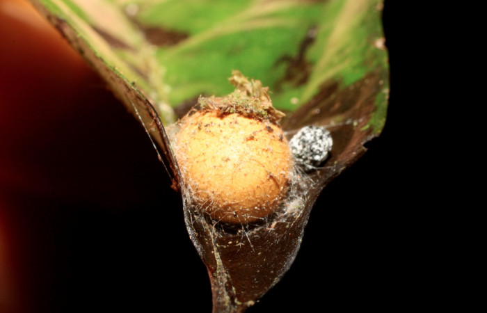 Figura 13. Mostramos capuyo de color café donde se encuentra la prepupa de, <i>Talima</i> auroraDHJ01 Colectada en Sector San Cristobal. Vouche 14-SRNP-35109-DHJ490549.