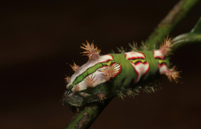  •Figura 11. Posición dorsal de, <i>Talima</i> auroraDHJ01 Colectada en Sector San Cristobal. Vouche 14-SRNP-35109-DHJ802921.
