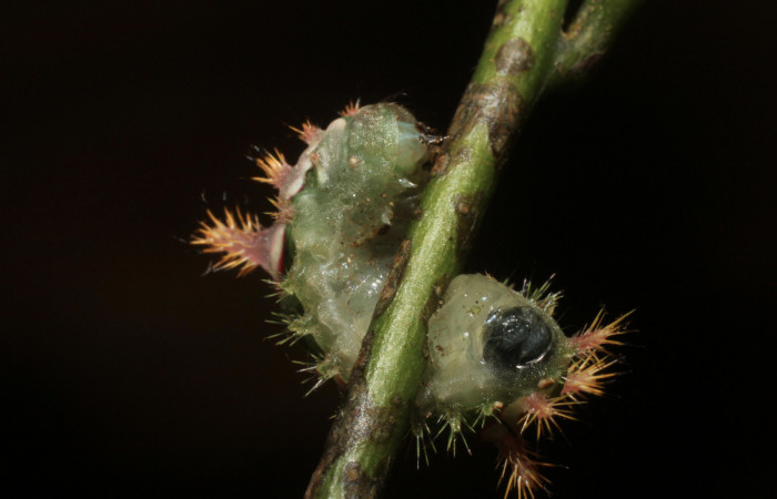 •Figura 10. Posición ventral mostrando su parte trasera de, <i>Talima</i> auroraDHJ01 Colectada en Sector San Cristobal. Vouche 14-SRNP-35109- DHJ802923.