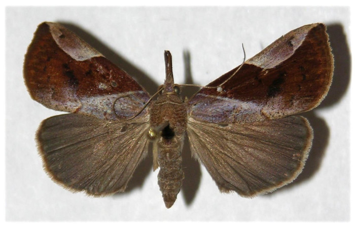 Fig. 24. Adulto de <i>Hypena</i> Poole27 (Erebidae), vista dorsal. Voucher: 02-SRNP-27787-DHJ319764.