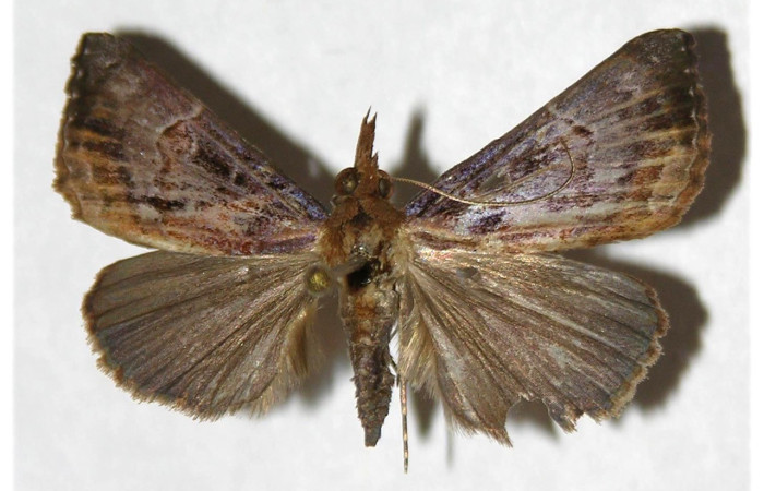 Fig. 27. Adulto de <i>Hypena</i> zarabenaDHJ01 (Erebidae), vista dorsal. Voucher: 03-SRNP-12855-DHJ319832.