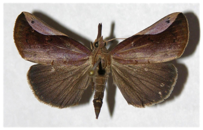 Fig. 28. Adulto de <i>Hypena</i> Poole27 (Erebidae), vista dorsal. Voucher: 03-SRNP-18174-DHJ319782.