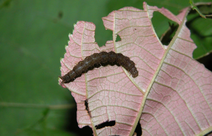 Fig. 1. Larva de <i>Hypena andraca</i> (Erebidae), vista dorsal. En su planta hospedera <i>Heliocarpus americanus</i> (Malvaceae). Esta larva se colectó en la Estación Biológica Cacao, por el Paratáxonomo Freddy Quesada a 1150 msnm. Voucher: 03-SRNP-22005-DHJ401078.jpg       