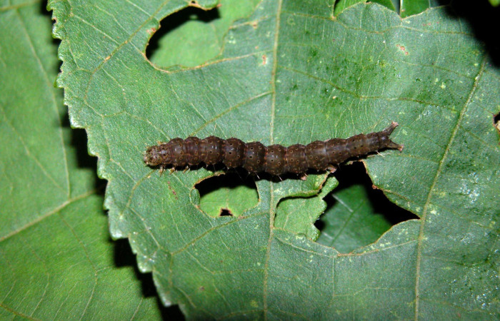 Fig. 2. Vista dorsal de larva de <i>Hypena andraca</i> (Erebidae). En su planta hospedera <i>Heliocarpus americanus</i> (Malvaceae). Colectada por Paratáxonomo Freddy Quesada.Voucher: 03-SRNP-22005-DHJ401080.jpg       