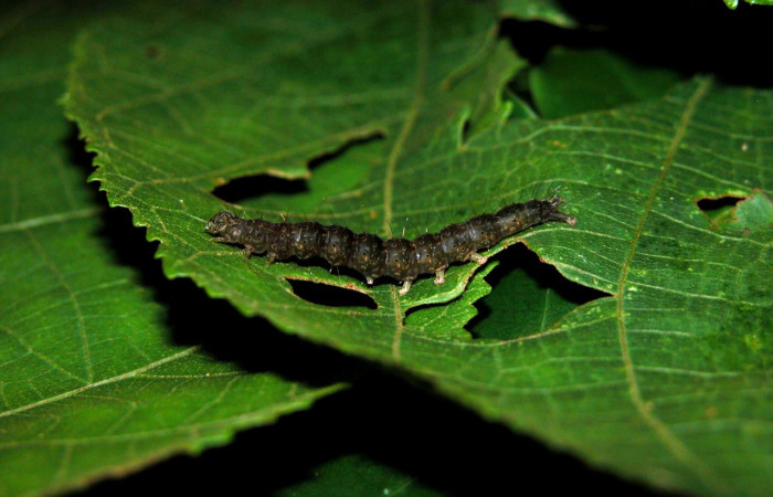Fig. 3. Vista lateral de larva de <i>Hypena andraca</i> (Erebidae). En su planta hospedera <i>Heliocarpus americanus</i> (Malvaceae). Voucher: 03-SRNP-22005-DHJ401081.jpg