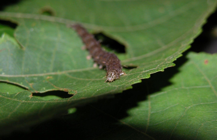 Fig. 4. Vista de la cabeza de larva de <i>Hypena andraca</i> (Erebidae). Larva en PU estadio. En su planta hospedera <i>Heliocarpus americanus</i> (Malvaceae). Voucher: 03-SRNP-22005-DHJ401083.jpg        