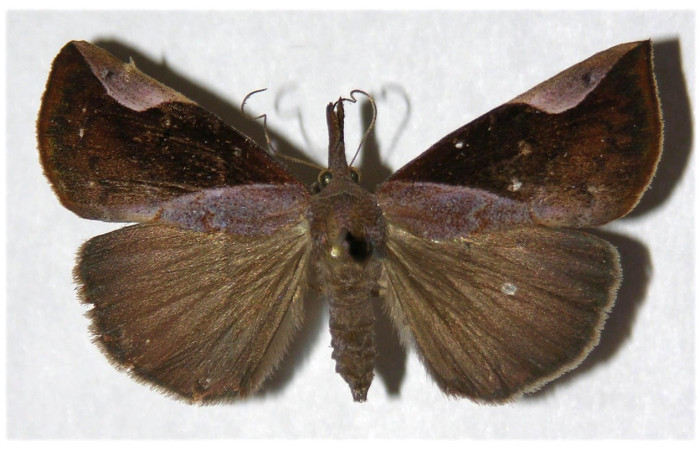 Fig. 29. Adulto de <i>Hypena philomedia</i> (Erebidae), vista dorsal. Voucher: 03-SRNP-22017-DHJ319784.