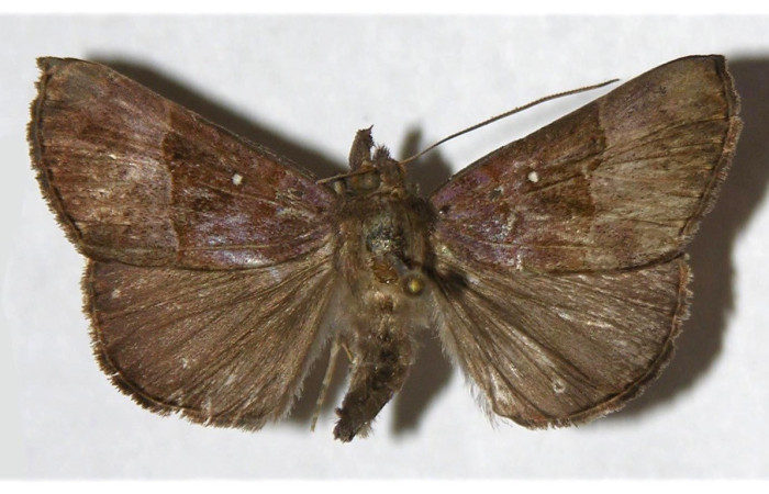 Fig. 30. Adulto de <i>Hypena tithonalis</i> (Erebidae), vista dorsal. Voucher: 03-SRNP-30163-DHJ319904.