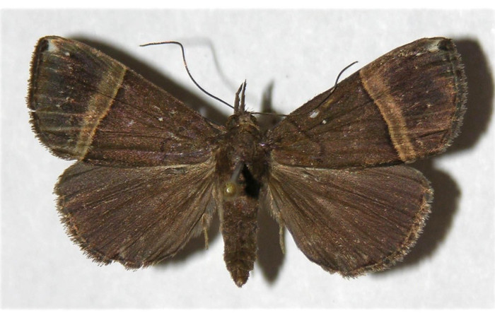 Fig. 31. Adulto de <i>Hypena</i> zarabenaDHJ04 (Erebidae), vista dorsal. Voucher: 03-SRNP-31117-DHJ319864.