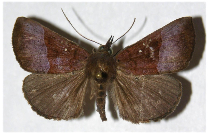 Fig. 25. Adulto de <i>Hypena andria</i> (Erebidae), vista dorsal. Voucher: 03-SRNP-4824-DHJ319802.