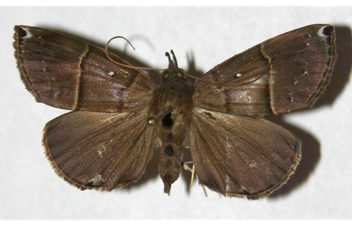 Fig. 26. Adulto de <i>Hypena</i> zarabenaDHJ01 (Erebidae), vista dorsal. Voucher: 03-SRNP-6110-DHJ319878.
