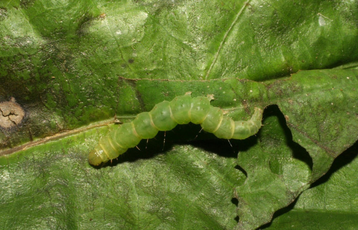 Fig. 5. Larva de <i>Hypena</i> Poole11 (Erebidae). En su planta hospedera <i>Urera simplex</i> (Urticaceae).Voucher: 05-SRNP-42232-DHJ407543.jpg