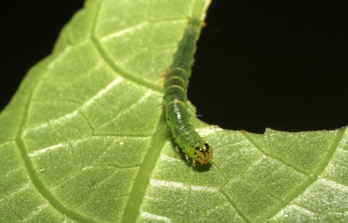 Fig.7 Larva de <i>Hypena</i> Poole32 (Erebidae), planta hospedera <i>Urera simplex</i> (Urticaceae). Voucher: 06-SRNP-35261-DHJ413819.jpg