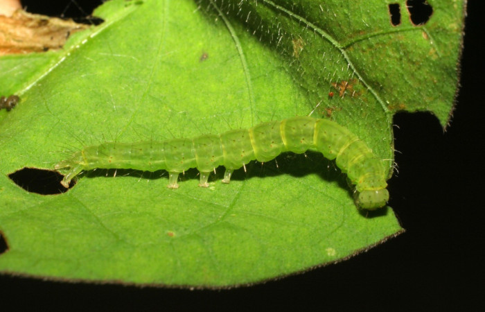 Fig. 8. Larva de <i>Hypena vetustalis</i> (Erebidae), la planta hospedera <i>Ipomoea batatas</i> (Convolvulaceae). Voucher: 06-SRNP-41857-DHJ414510.jpg