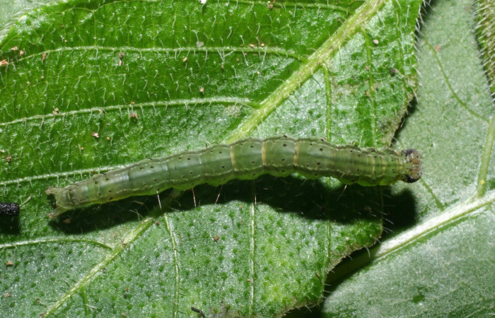 Fig. 9. Larva de <i>Hypena tenebrosa</i> (Erebidae). La planta hospedera de esta especie es una (Acanthaceae) <i>Ruellia inundata</i>. Voucher: 09-SRNP-58018-DHJ466722.jpg.