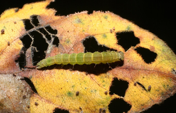 Fig. 10. Larva de <i>Hypena</i> porrectalisDHJ02 (Erebidae), alimentandose de <i>Desmodium procumbens</i> (Fabaceae). Voucher: 09-SRNP-58075-DHJ466736.jpg