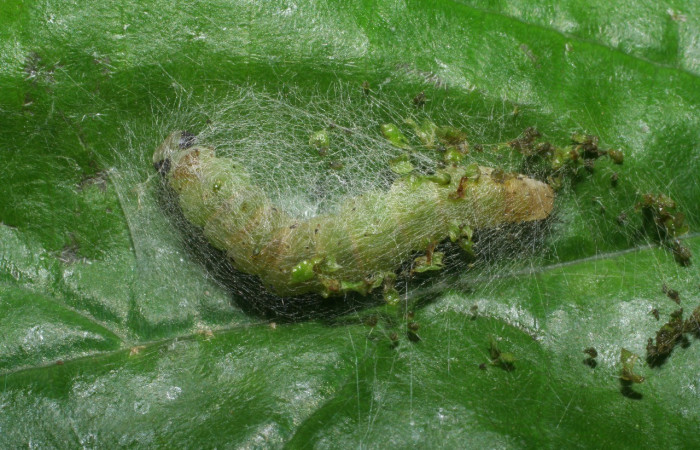 Fig.13. Prepupa de <i>Hypena</i> Janzen01 (Erebidae), que se alimentó de <i>Myriocarpa longipes</i> (Urticaceae), durante el tiempo larval. Voucher: 09-SRNP-90-DHJ450148.jpg.        