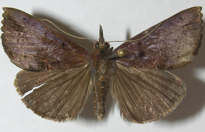 Fig. 21. Adulto de <i>Hypena andraca</i> (Erebidae), vista dorsal de la macho. Voucher: 10-SRNP-35463-DHJ548082.